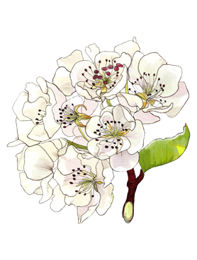 Waterlily heart note of Jo Malone London Waterlily Cologne in a botanical drawing