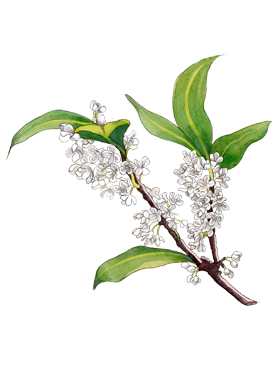 Star Magnolia heart note of Jo Malone London Star Magnolia Cologne in a botanical drawing