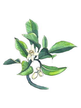 Lemon top note of Jo Malone London Star Magnolia Cologne botcanical drawing