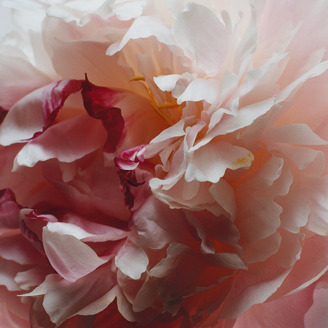 250ml | peony & blush suede body & hand wash